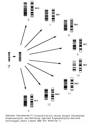 Eigenanalysis for Chromosome Karyotyping - Terry Riopka